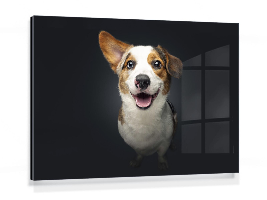 The new Gallery Board - a feast for the eyes of every dog lover