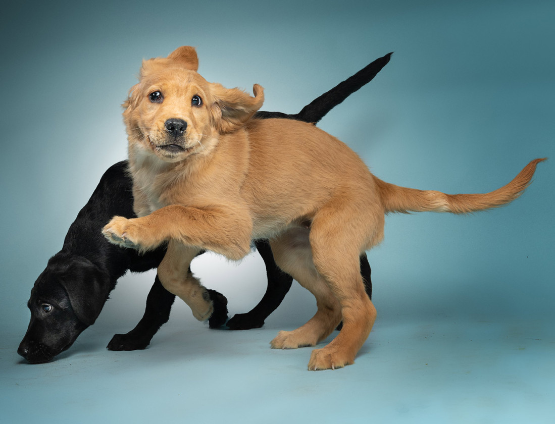 Dogs Catching Treats Next Topmodel