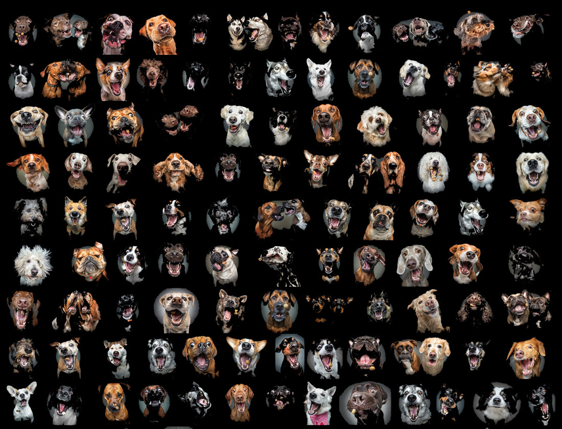 The new Dogs Catching Treats Gallery