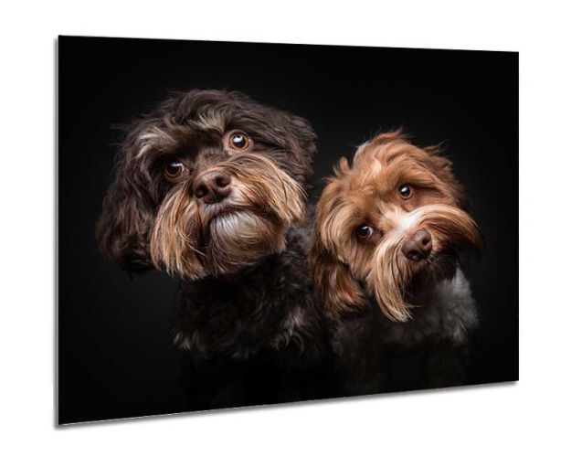 Aluminium Wall Art - Two Of Us