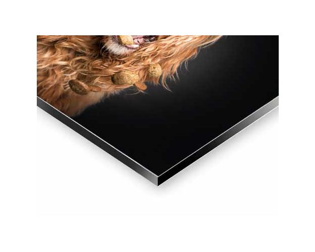 Aluminium Wall Art - Sweetie