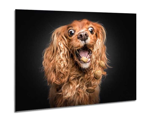 Aluminium Wall Art - Sweetie