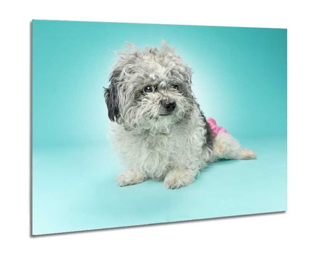 Aluminium Wall Art - Curly Sue