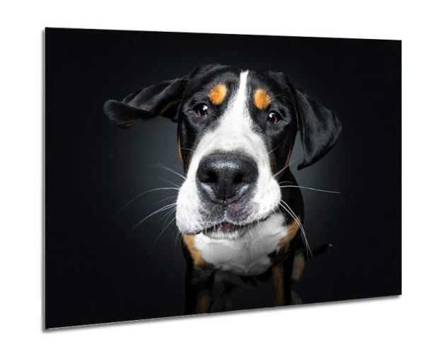 Aluminium Wall Art - A Suspicious Mind