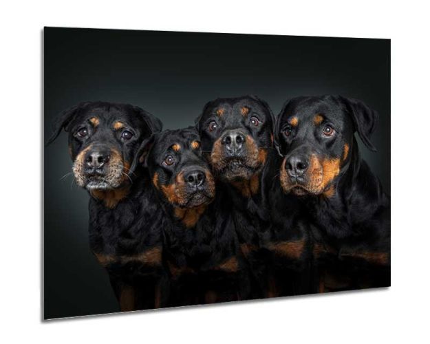 Aluminium Wall Art - The Fab 4