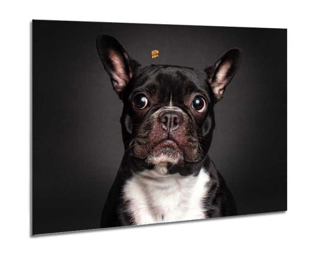 Aluminium Wall Art - The Philosopher