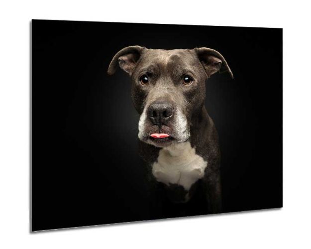 Aluminium Wall Art - Not Funny!