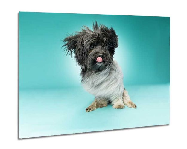 Aluminium Wall Art - Bad Hair Day