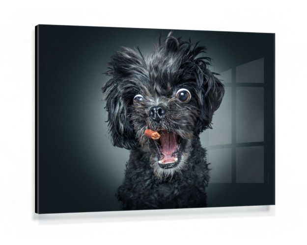 Gallery Board - Rockstar Stevie