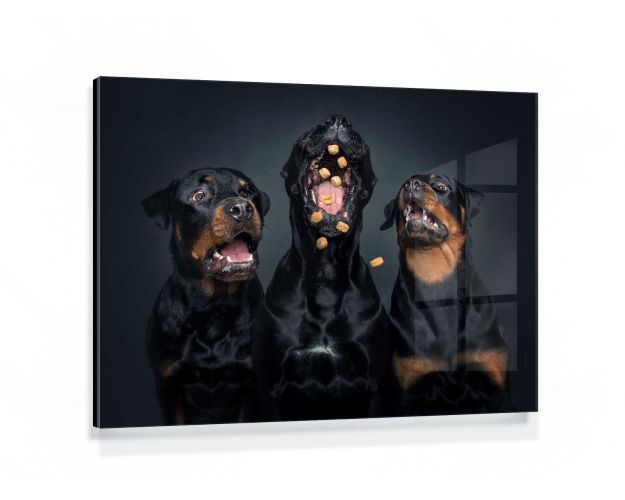 Gallery Board - All For One And One For All