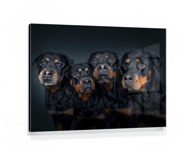 Gallery Board - Anything Else