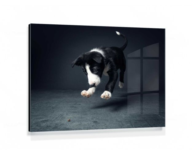 Gallery Board - Jump For Treats